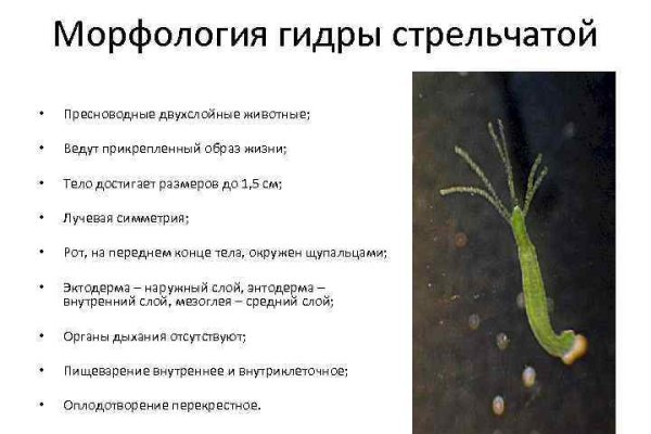 Кракен маркет только через тор